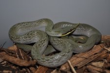 DSC_0933.jpg