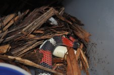 DSC_0928.jpg