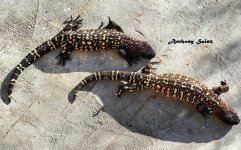 IMG_20170629_063123_418.jpg