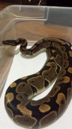 Snakes 4 Sarla.jpg
