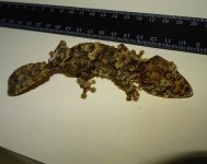 Ur giganteus M  GMM  birt 08.16  15 cm  DSC09412 (3).JPG