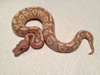 IMG_0439.jpg