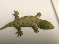 pic6.png