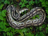 2013 Mojave male #100 1000 gm $200.00.jpg
