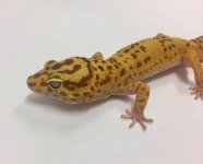 TREMPER TANGERINE W:Y 1.jpg
