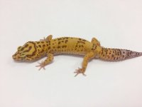 TREMPER TANGERINE W:Y 2.jpg