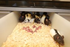 Rats.jpg Rats.jpg