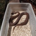 Anthill python.jpg