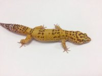 TREMPER TANGERINE W:Y 3.jpg