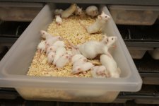 Mice.jpg Mice.jpg