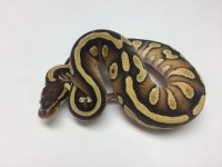 BALL PYTHON.jpg