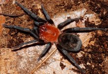 M.cabocla1.jpg