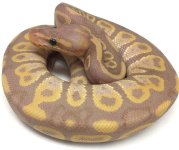 banana chocolate.jpg