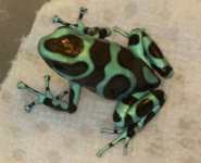 Auratus 2.2.jpg