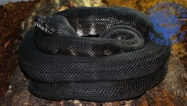 DSC_2114.jpg