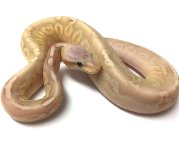 banana pewter male 2.jpg