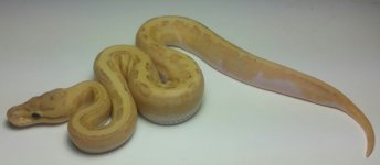 pastelpindiscoinferno f1-17.jpg