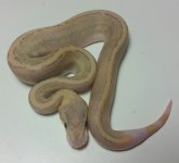 pastel ghi pinstripe disco fire m1-17.jpg