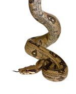 iStock-92099700.jpg