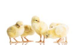 iStock-488501011.jpg