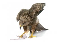 Raptor With Mouse.jpg
