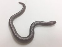 ANERY STRIPED MALE.jpg