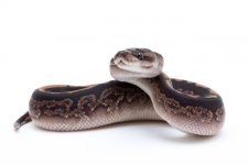 28 cinder black pastel het ghost-4.jpg
