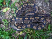 Proven breeder het Albino male #122 1600 gm $50.00..jpg
