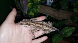 gecko 1.jpg