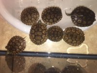 RingedMapTurtles.JPG