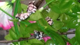 IMG_20170905_210531.jpg