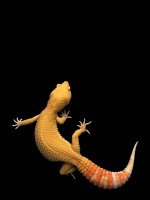 Albino Blood Female 1013.jpg
