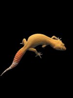 Albino Blood Female 1027.jpg