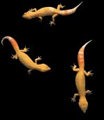 Albino Blood Female Trio.jpg