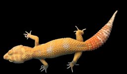 Pastel ST Female 1020 -2.jpg