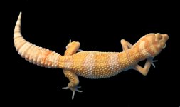 Pastel ST Female 1021.jpg
