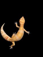 Pastel Tangelo Female 1006.jpg