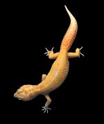 Pastel Tangelo Female 1030.jpg