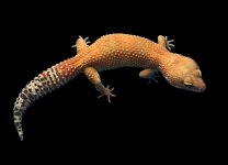 Super Hypo Tangerine Female 1001.jpg