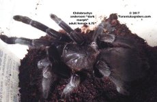 C.andersoni_dark(F)AD_1.jpg