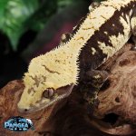 crested-gecko-breeder.jpg
