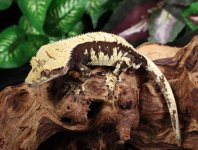 crested-gecko.jpg