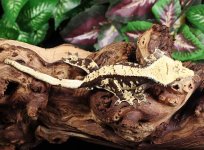 crested-geckos.jpg