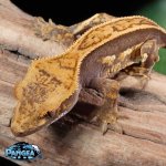 crested-geckos.jpg