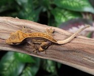 pin-stripe-crested-gecko.jpg