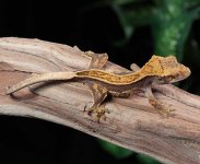 crested-gecko.jpg