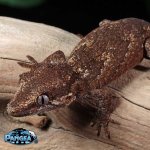 gargoyle-geckos-Pr30.jpg