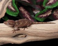 gargoyle-gecko-breeder.jpg