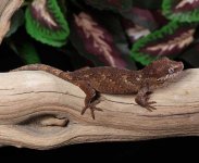 gargoyle-geckos.jpg