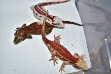 DSC_0265.jpg